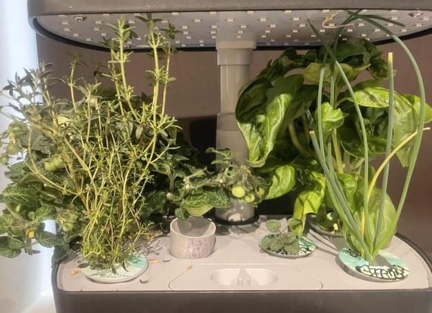 Чем обработать и вылечить кусты от фитофтороза