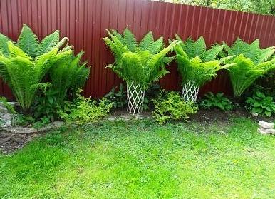 Интересные идеи для сада и огорода