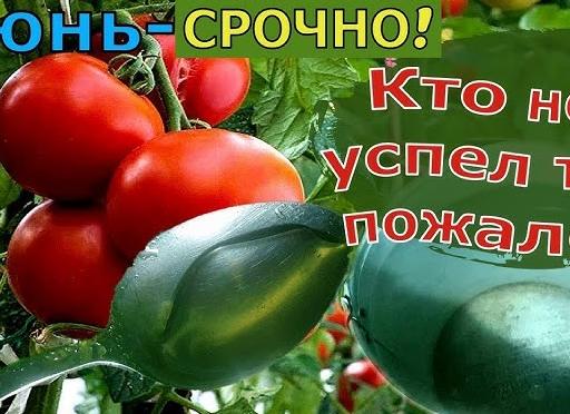 Подкормка для хорошего урожая помидор