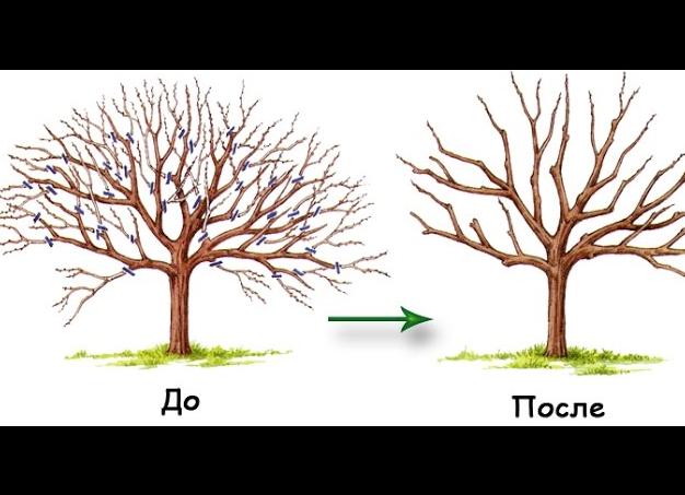 Как правильно обрезать плодовые деревья в саду